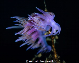 Flabellina Affinis_June 2026
(Canon RF100,1/200,f13,iso100) by Antonio Venturelli 